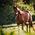 Die letzten Sonnenstrahlen auf der Weide...