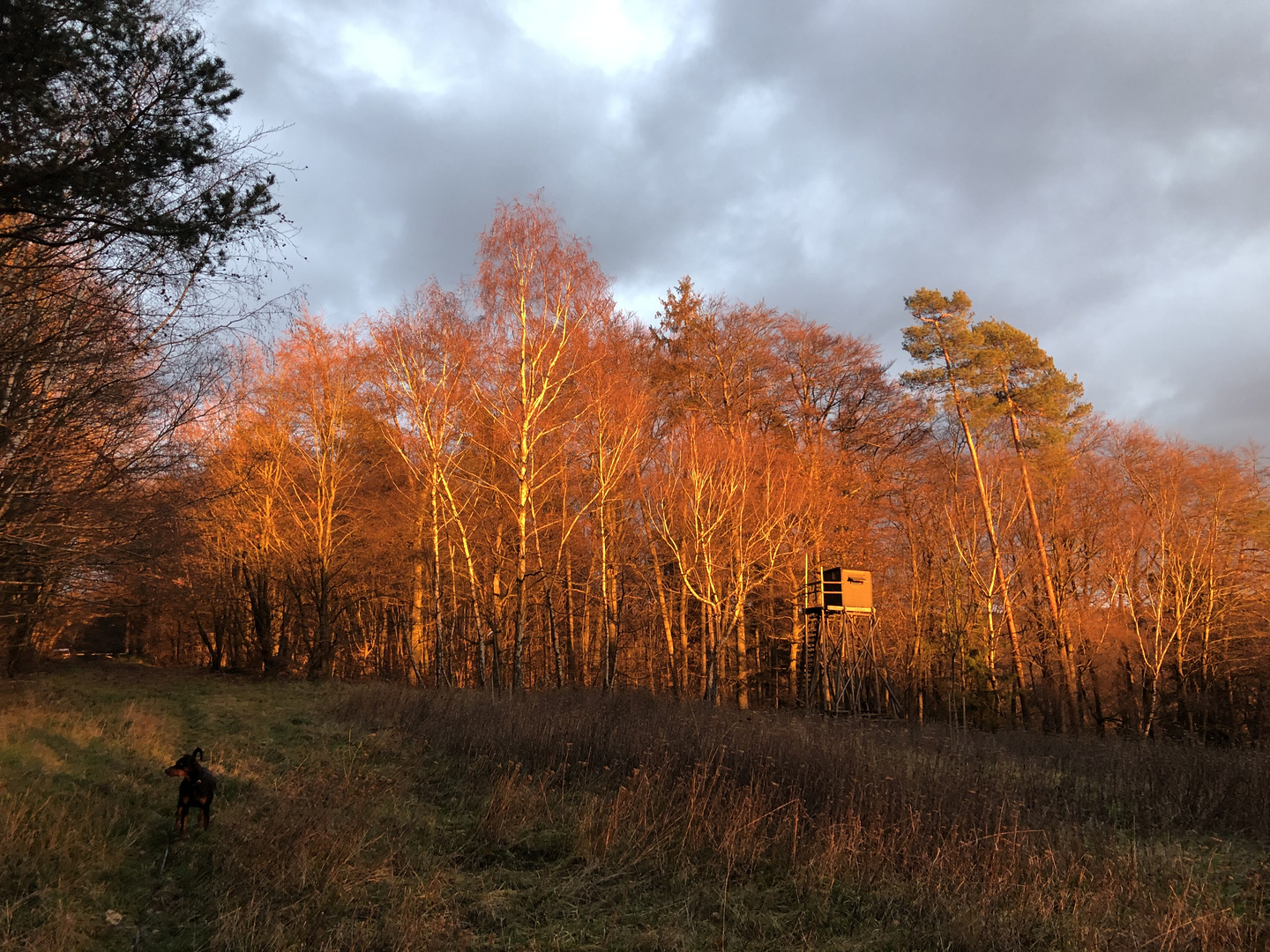 Die letzten Sonnenstrahlen Bäume Wald Köppel Westerwald 