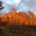 Die letzten Sonnenstrahlen Bäume Wald Köppel Westerwald 