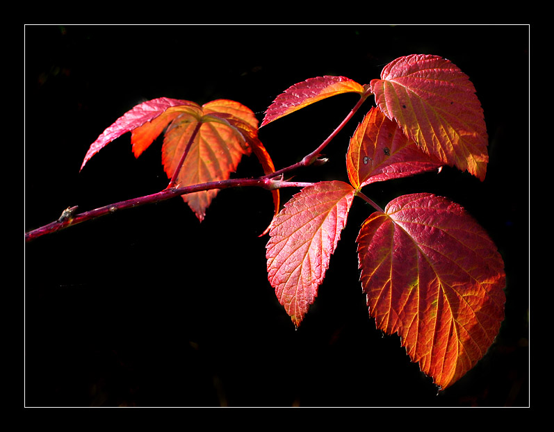 Die letzten Sonnenstrahlen des Herbstes by Jürgen Wagner