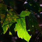 ... die letzten Sonnenstrahlen des Sommers