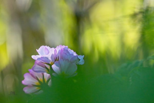 Die letzten Sonnenstrahlen des Tages