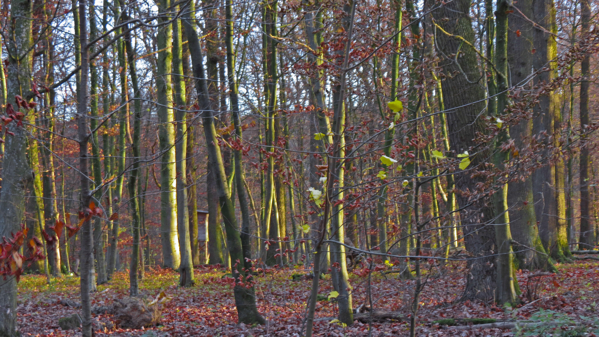 die letzten Sonnenstrahlen