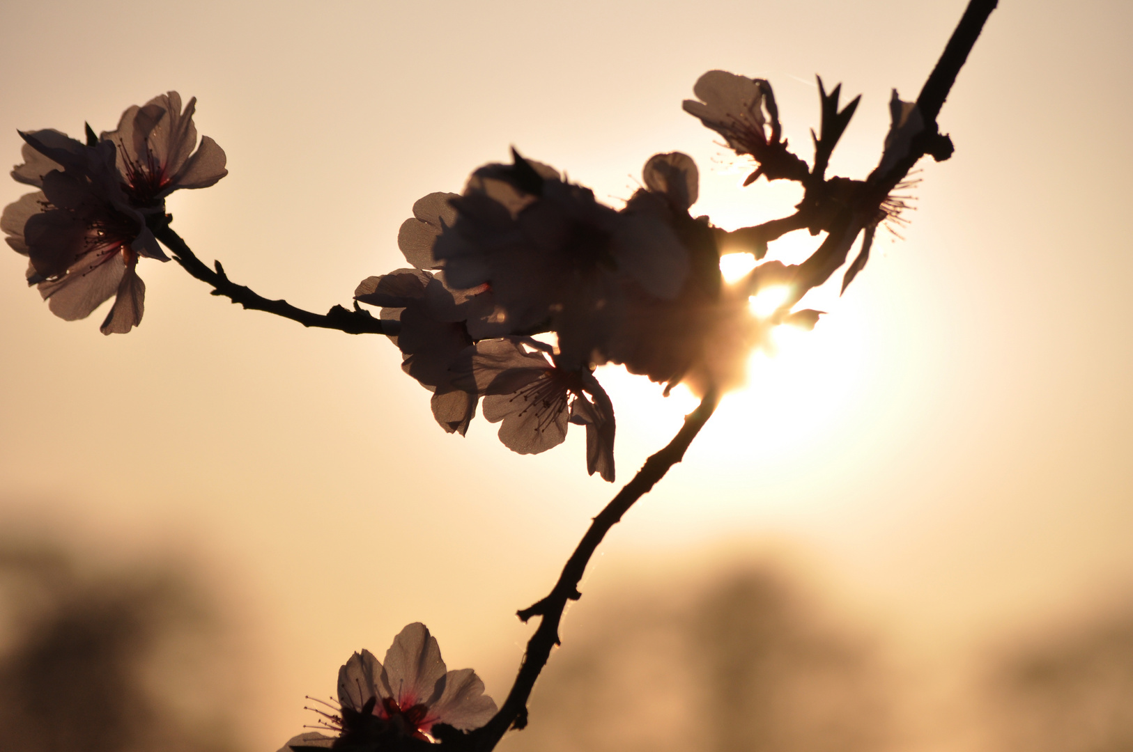 die letzten Sonnenstrahlen