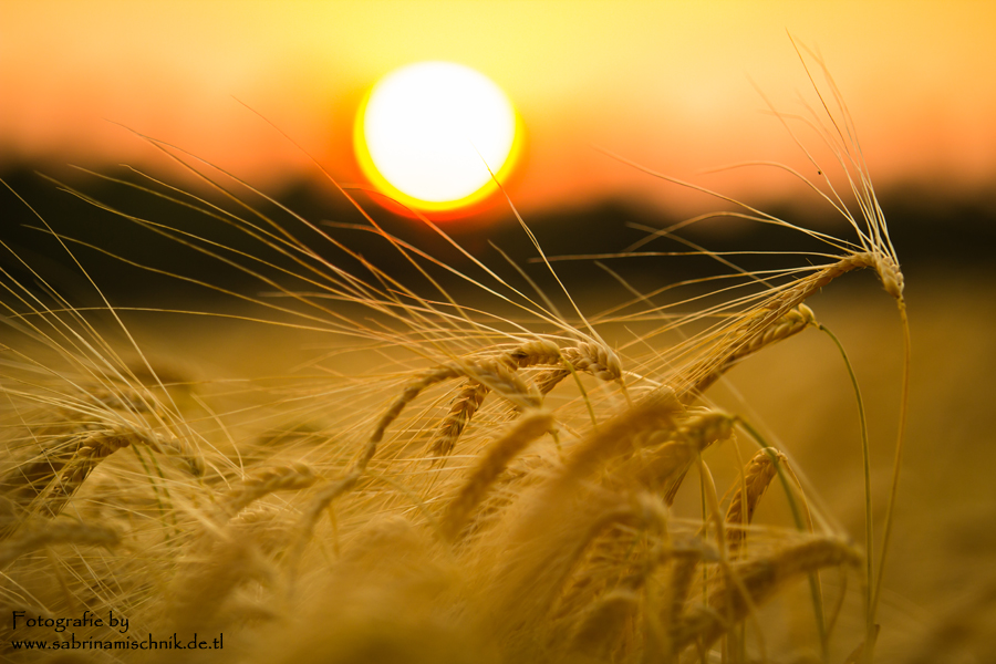 die letzten sonnenstrahlen