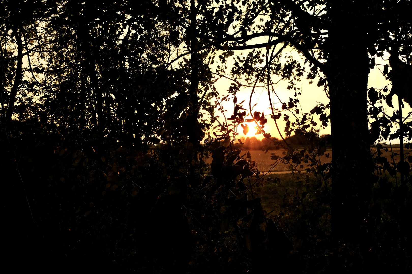 Die letzten Sonnenstrahlen finden ihren Weg durchs Unterholz