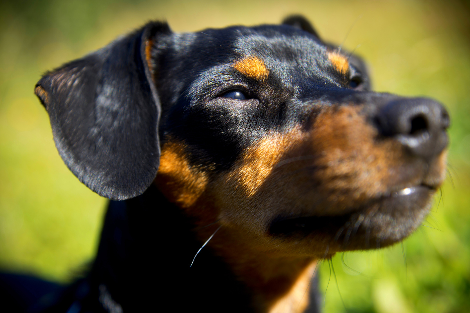 Die letzten Sonnenstrahlen genießen.. *Zwergpinscher*