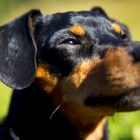 Die letzten Sonnenstrahlen genießen.. *Zwergpinscher*