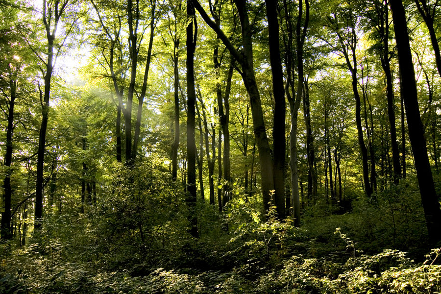 Die letzten Sonnenstrahlen im Herbst!