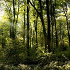 Die letzten Sonnenstrahlen im Herbst!