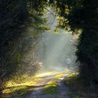 die letzten Sonnenstrahlen im Herbst