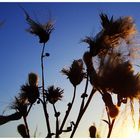 die letzten sonnenstrahlen im juli