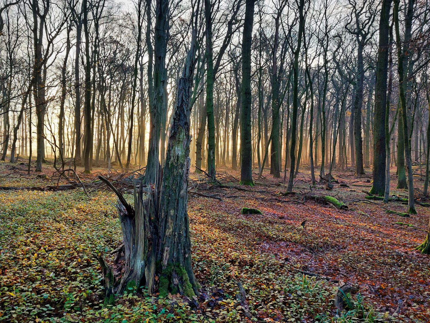 Die letzten Sonnenstrahlen im November