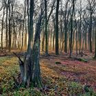 Die letzten Sonnenstrahlen im November