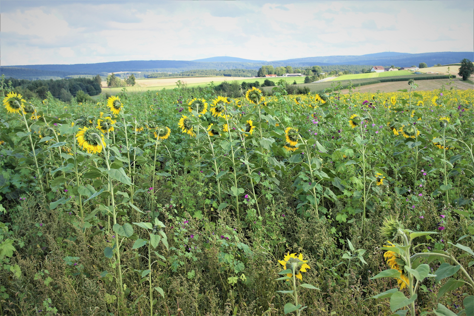 Die letzten Sonnenstrahlen suchend