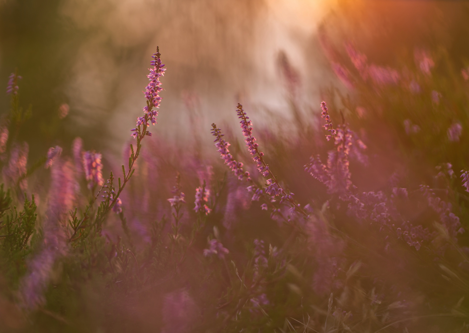 Die letzten Sonnenstrahlen über der Heide