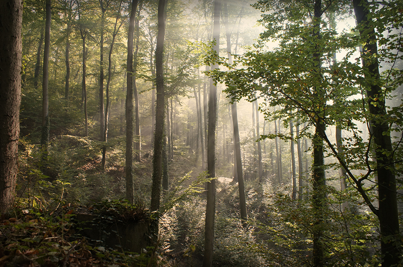 die letzten Sonnenstrahlen vom letzten Herbst