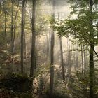 die letzten Sonnenstrahlen vom letzten Herbst