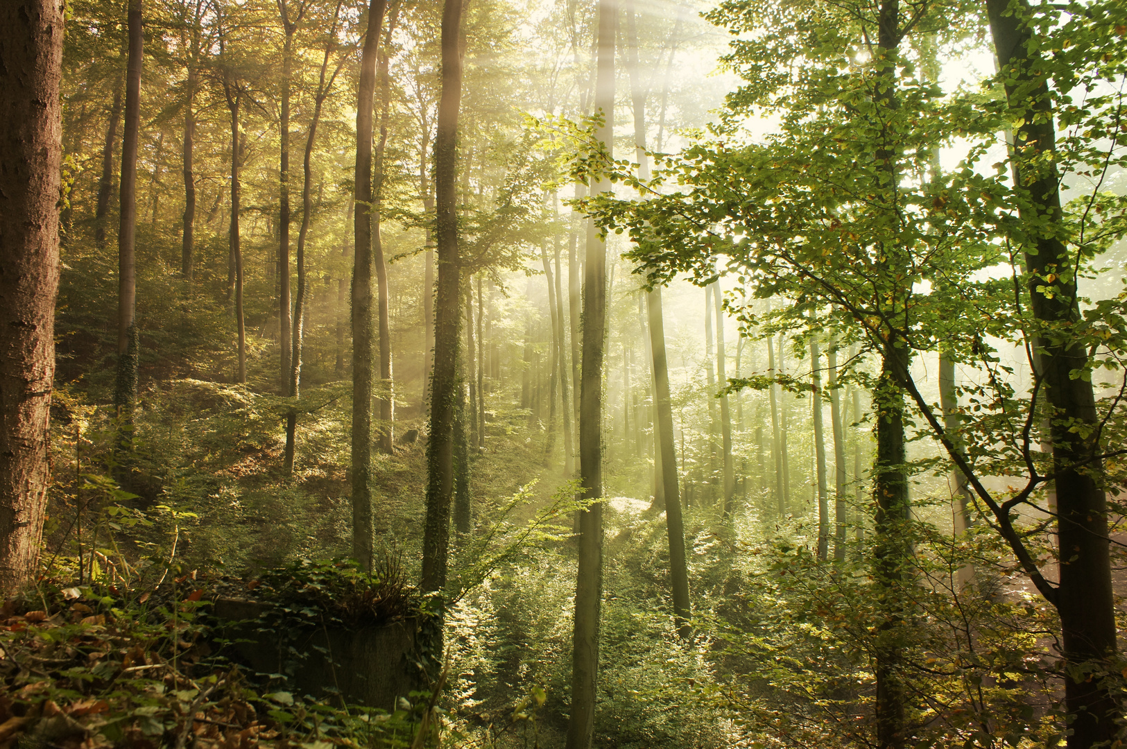 die letzten Sonnenstrahlen vom letzten Herbst no.2