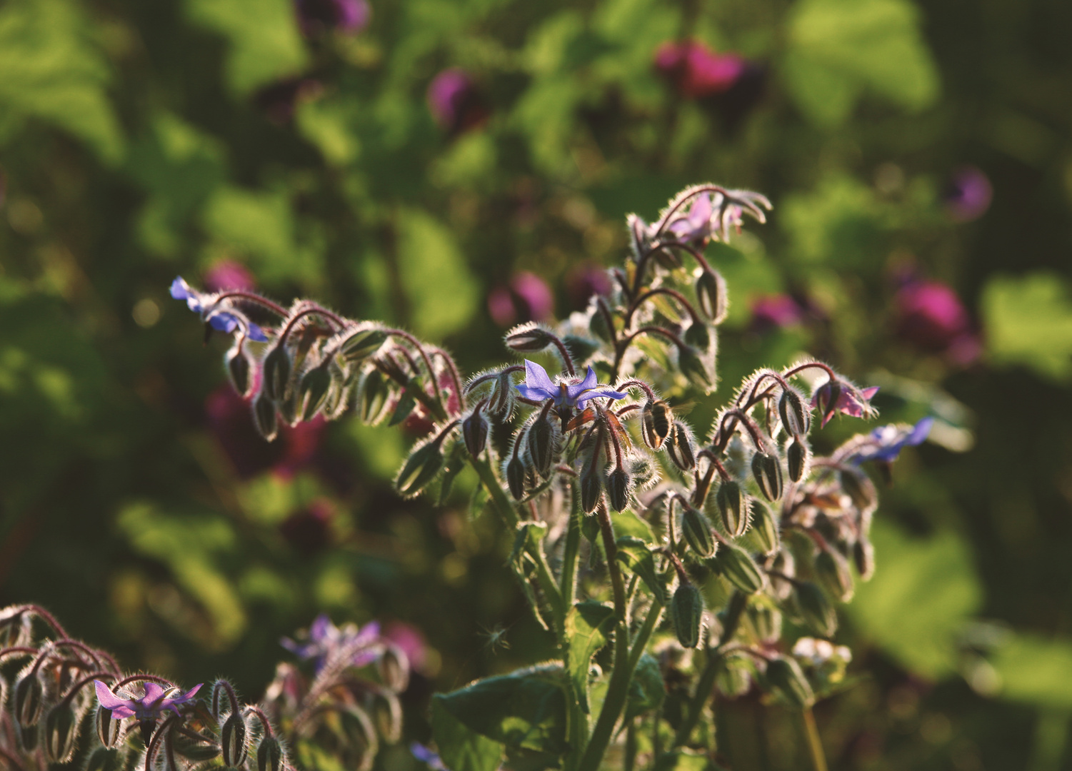 Die Letzten Sonnenstrallen des Sommer