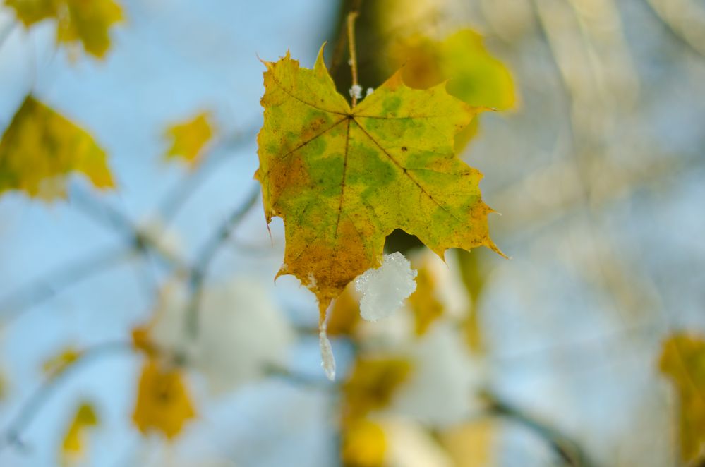 Die letzten Spuren des Herbsts