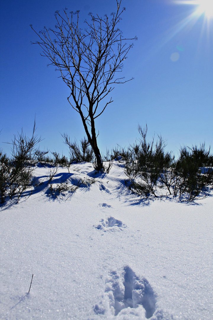 Die letzten Spuren im Schnee?