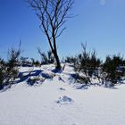 Die letzten Spuren im Schnee?