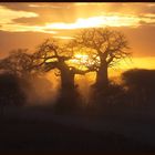 Die letzten Strahlen auf den Baobab-Bäumen