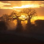 Die letzten Strahlen auf den Baobab-Bäumen