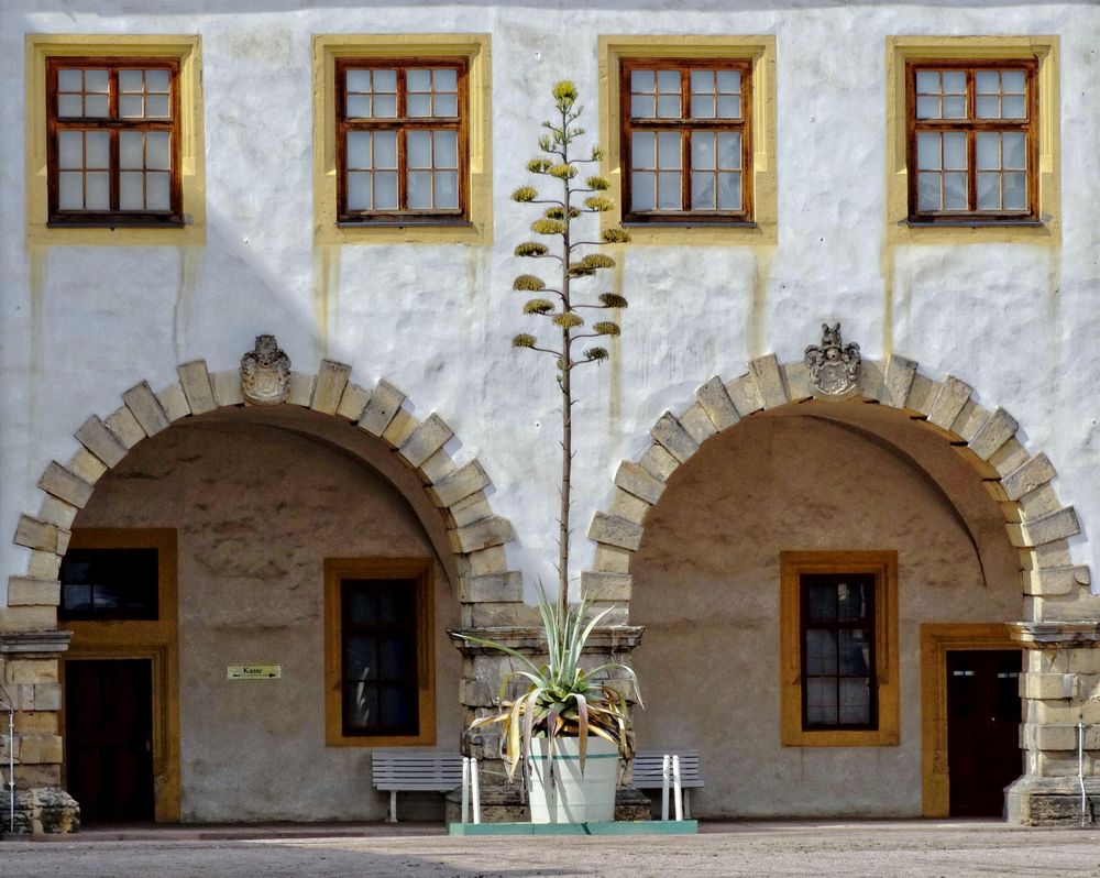 Die letzten Stunden der Agave