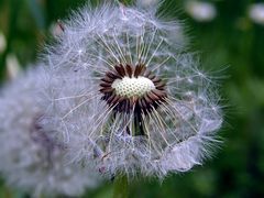 Die letzten Stunden einer Pusteblume