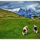 Die letzten Tage auf der Alm