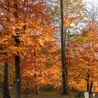 Die letzten Tage der leuchtenden Wälder ...