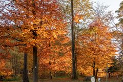 Die letzten Tage der leuchtenden Wälder ...