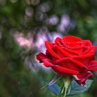 die letzten Tage der Rose