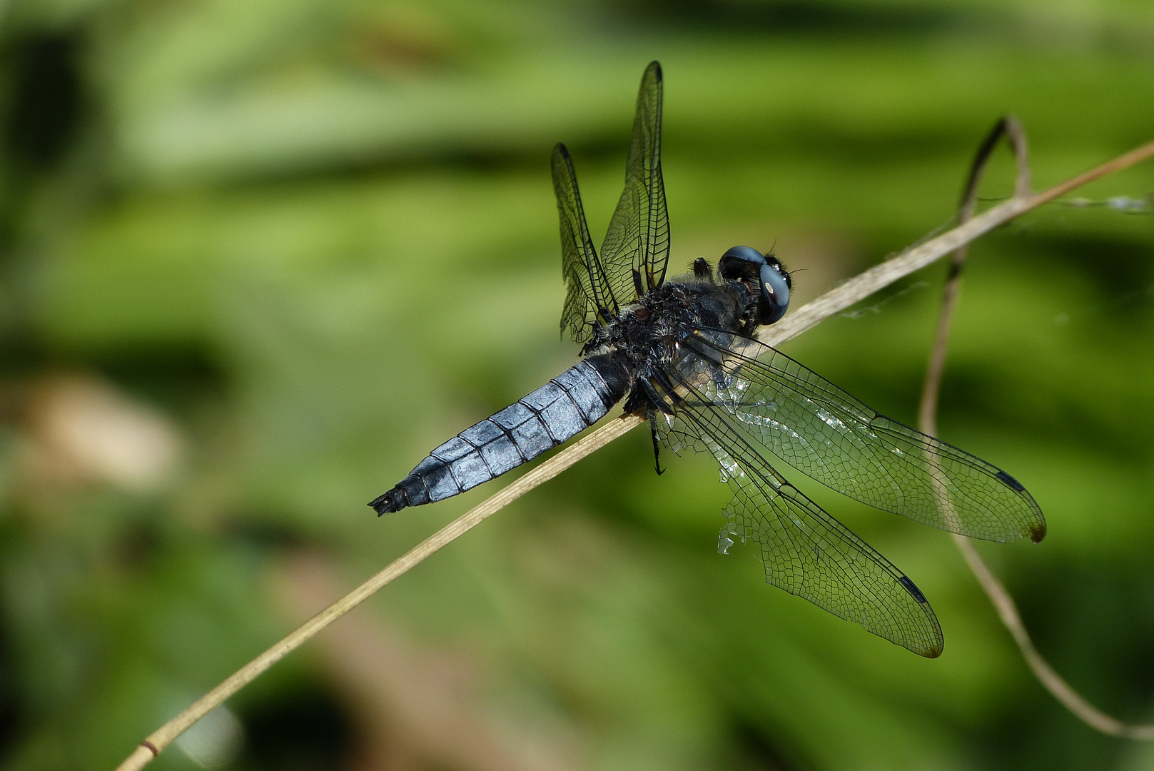 Die letzten Tage des Insektes ?