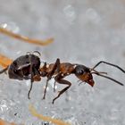 Die letzten Tage einer Ameise! - Les derniers jours d'une fourmi!