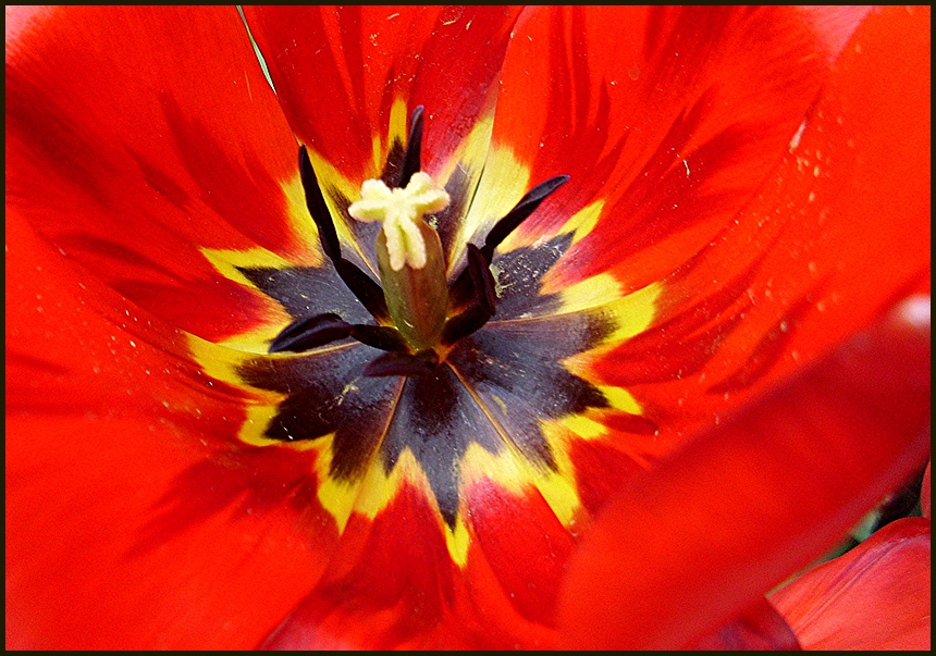 Die letzten Tage einer Tulpe