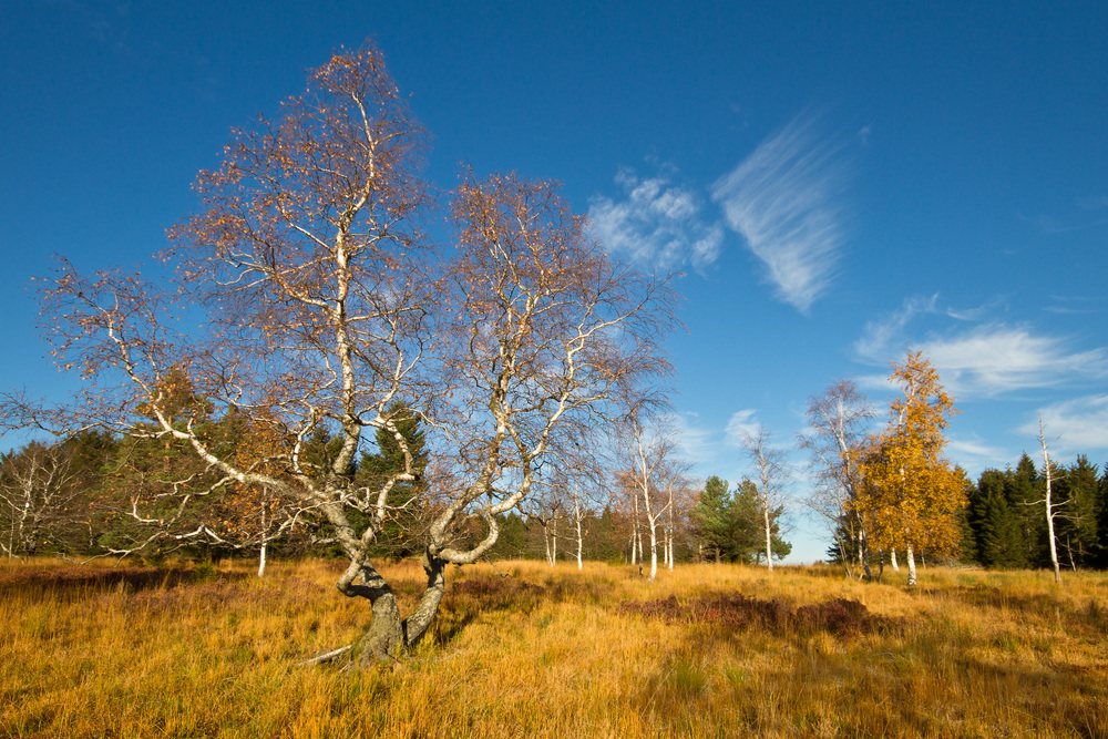 Die letzten Tage im Herbst