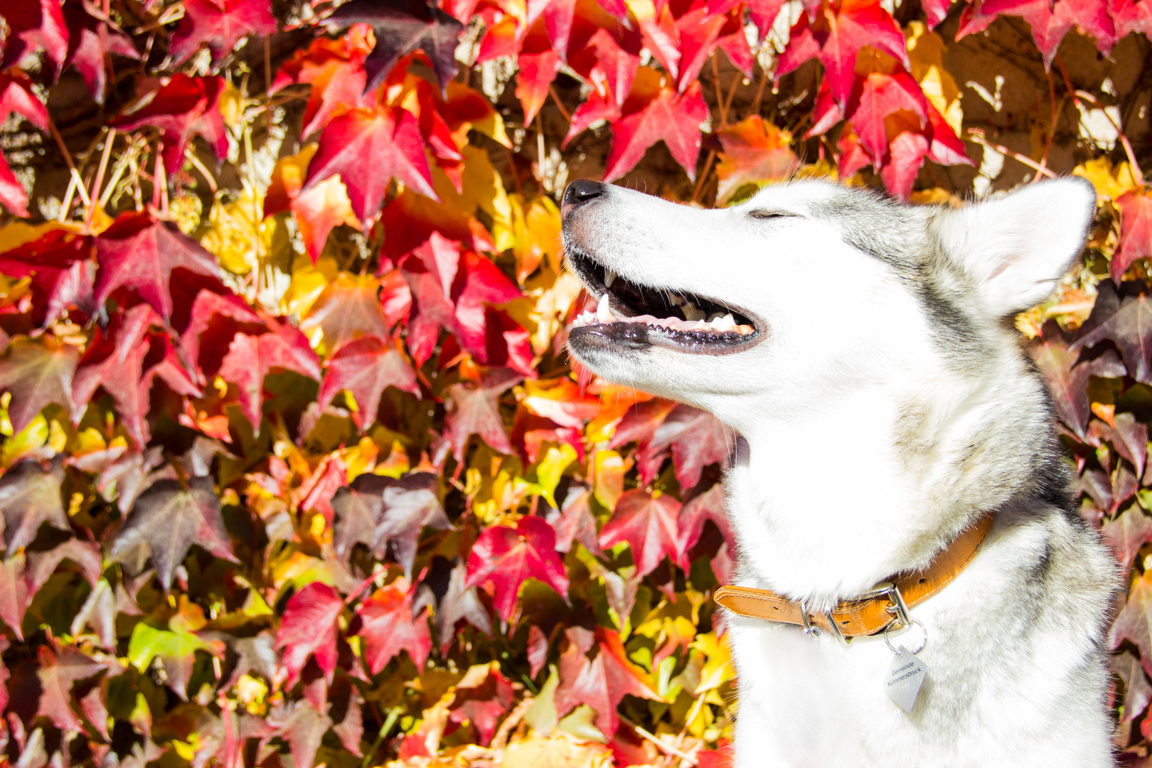 die letzten Tage im Herbst