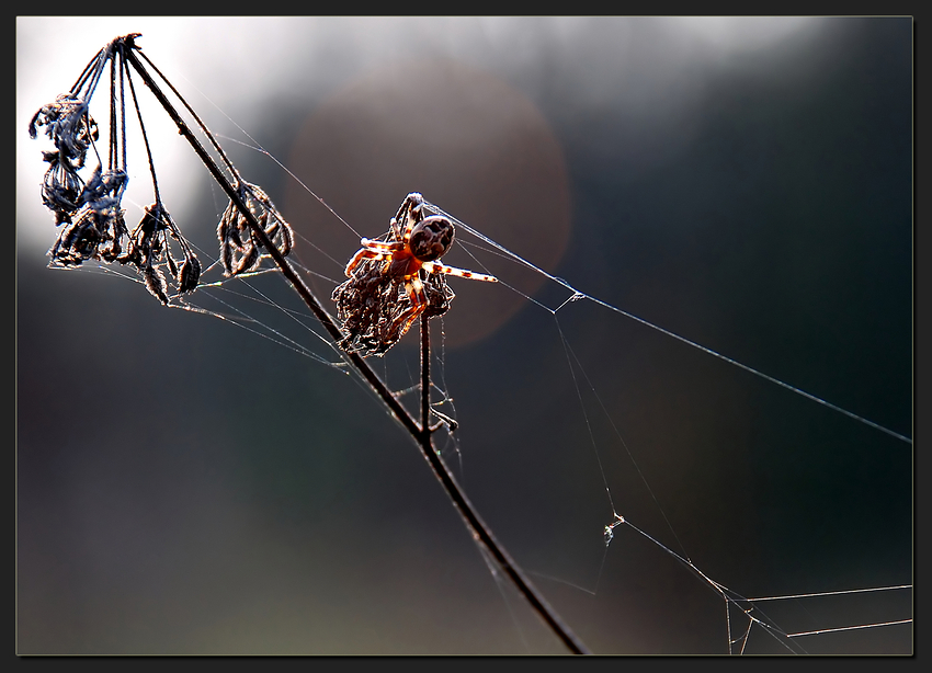 Die letzten Tage im November......