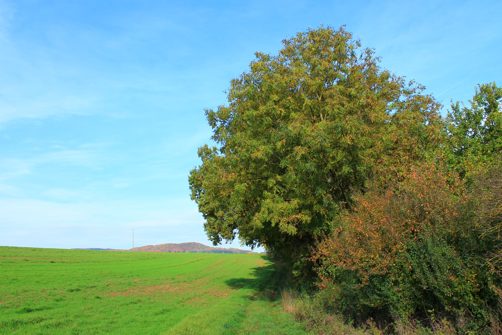 Die letzten Tage in Grün