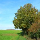 Die letzten Tage in Grün