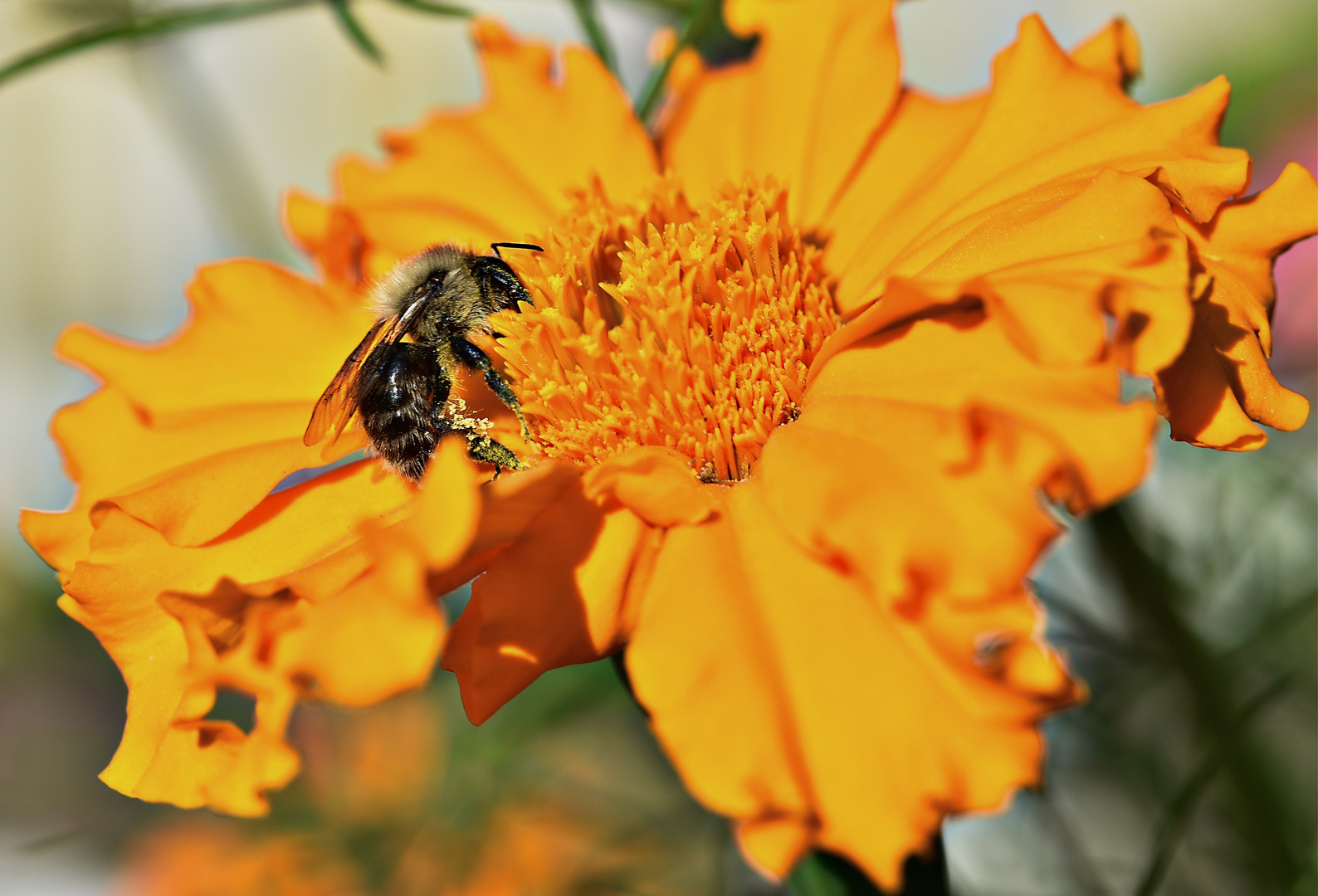 Die letzten Tagetes 