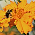 Die letzten Tagetes 