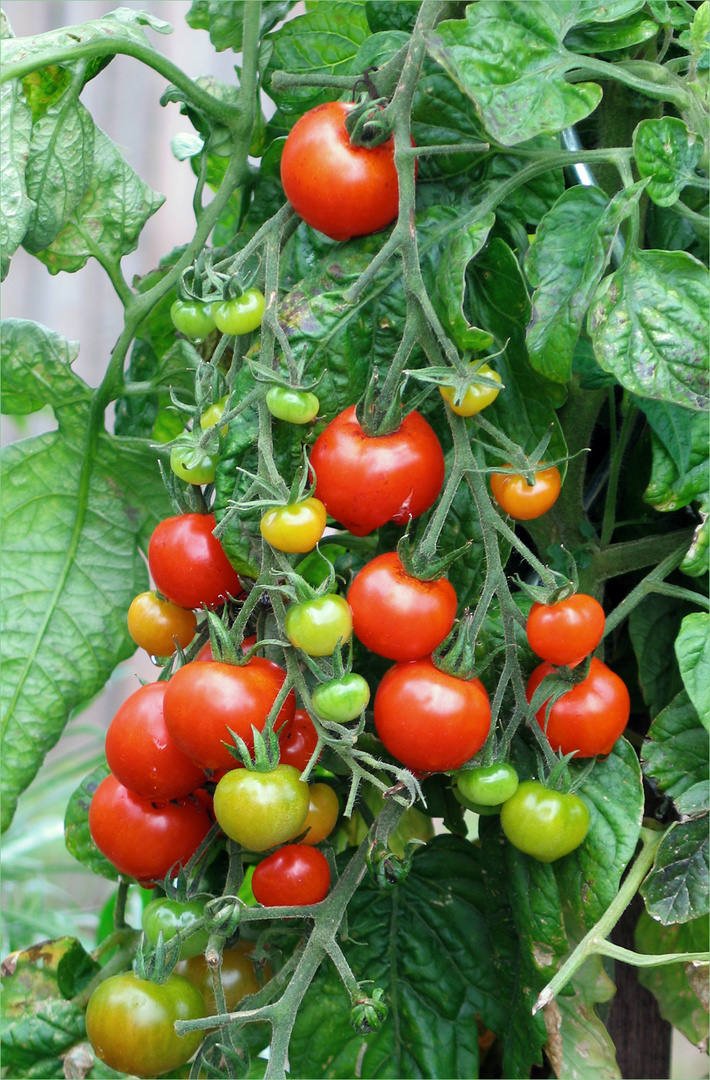 die letzten Tomaten