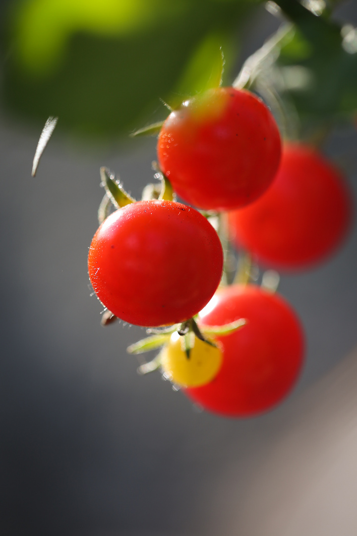 Die letzten Tomaten