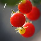 Die letzten Tomaten