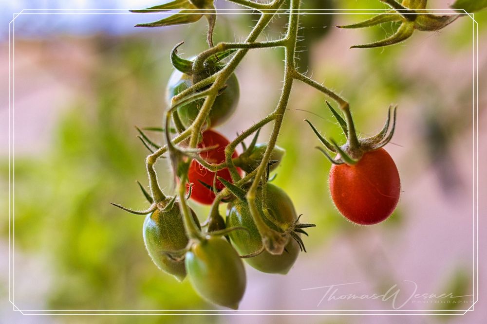 Die letzten Tomaten 