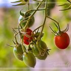 Die letzten Tomaten 